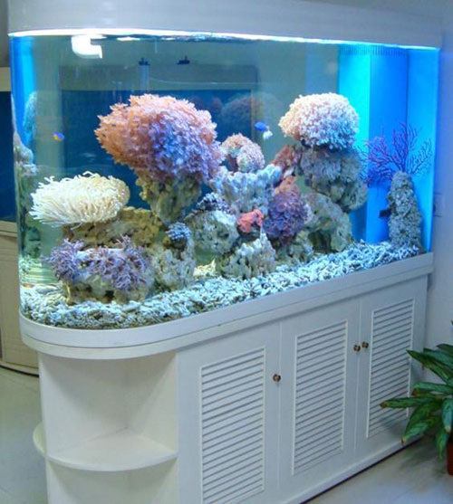 居家养鱼风水考究，，，，，怎么养鱼招财气？？？？？